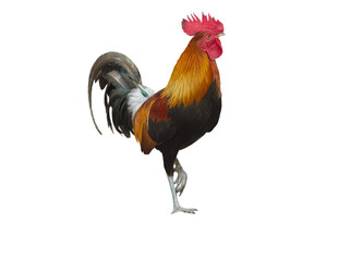 Close up chicken, cock standing pose - obrazy, fototapety, plakaty