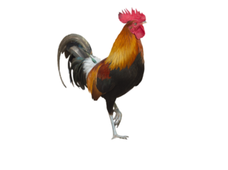 Close up chicken, cock standing pose