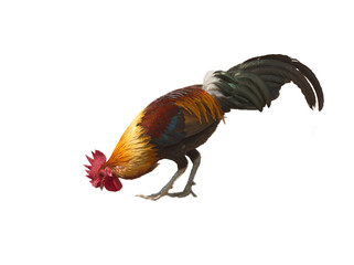 Close up of head bowed chicken, cock pose