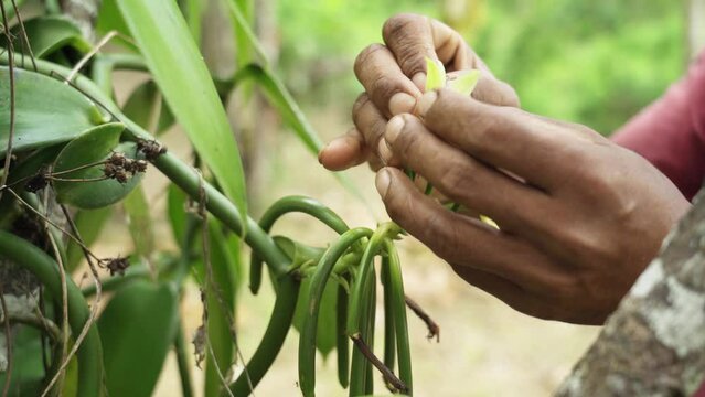 Vanilla flower pollinated by hand