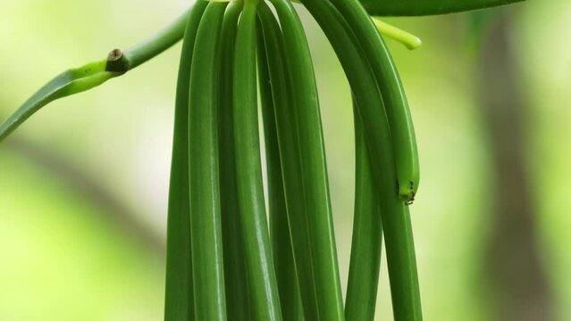 Beautiful extreme close up tilt of green vanilla beans hanging from vanilla vine 