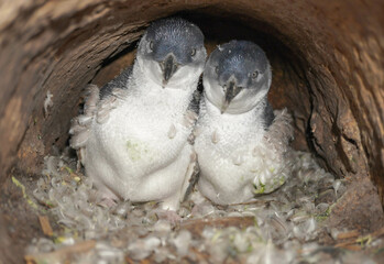 Little Blue Penguins
