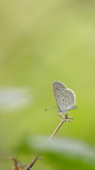 Small Butterfly sitting on plant