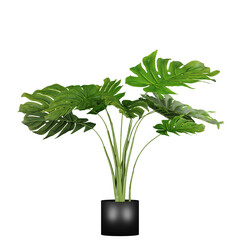 decoration indoor plant in pot, isolated on white or transparent background, photorealistic 3d render