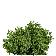 outdoor tree or bush isolated on white or transparent background, photorealistic 3d render