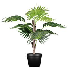 Fototapeta na wymiar decoration indoor plant in pot, isolated on white or transparent background, photorealistic 3d render