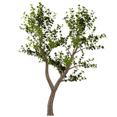 tree isolated on white or transparent background, photorealistic 3d render