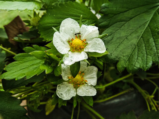 the flowers of the strawberry plant