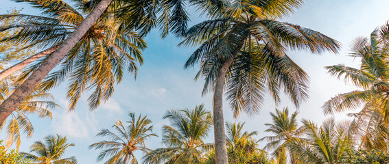 Fototapeta na wymiar Romantic vibes of tropical palm tree with sun light on sky background. Outdoor sunset exotic foliage, closeup nature landscape. Coconut palm trees and shining sun over bright sky. Summer spring nature