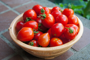 採れたて新鮮夏野菜　ミニトマト