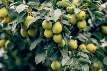 Branches of ripe organic cultivar of pears close-up in the summer garden