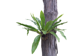 Bird’s nest fern or Asplenium nidus growing in coconut shell pot hanging in the big tree in the garden isolated on white background included clipping path.