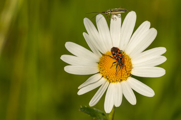 Obraz premium Gemeine Feuerwanze (Pyrrhocoris apterus) und Zweifleck-Weichwanze (Stenotus binotatus) auf Margerite (Leucanthemum)
