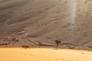 Exterior shot of the Namibian Sossusvlei sanddunes near the famous Dune 45 around sunrise