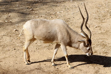The antelope lives in the zoo in Tel Aviv in Israel.