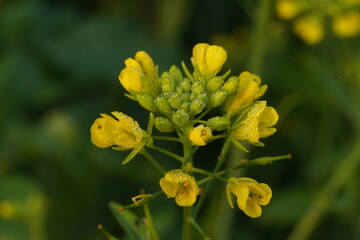 Mustard tree in a field