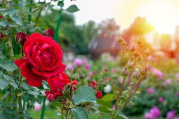 Fototapety na wymiar - Fototapeta24.pl