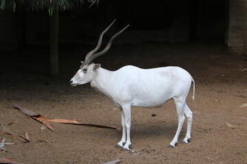 The antelope lives in the zoo in Tel Aviv in Israel.