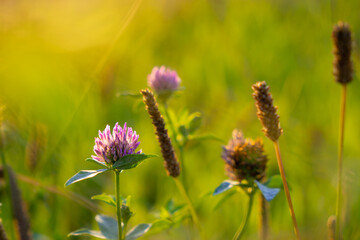 clover flower on the meadow