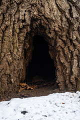 hollow tree