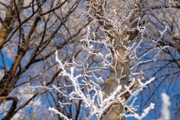 snow covered branches