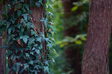 Obraz premium tree in the forest