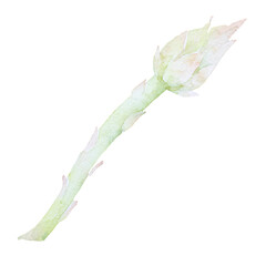 Asparagus watercolor clip art