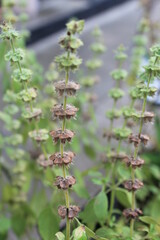 Fototapeta premium kemangi flower seeds that are starting to turn black blur background