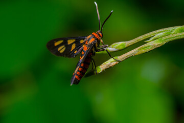 wasp moth on green stem plant, this moth called amata huebneri.