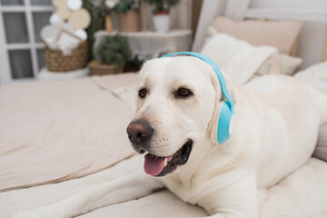 Cute dog lies on the bed and listens to music with headphones