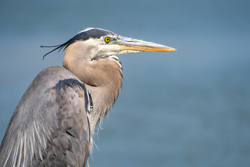 Close up of Great blue heron (Ardea cinerea) 