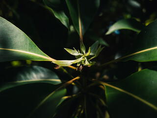 Tree leaves