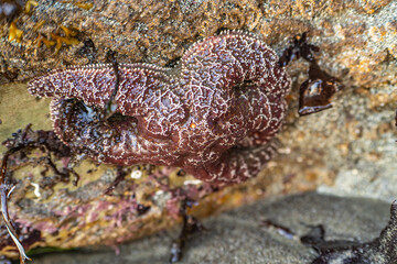 Ochre star (Pisaster ochraceus) at low tide.