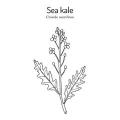 Seakale or crambe (Crambe maritima), edible and medicinal plant