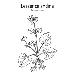 Lesser celandine or pilewort (Ficaria verna), medicinal plant