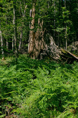 Bracken fern and tree stump