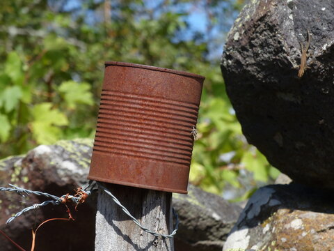 vieille boite de conserve rouill&eacute;e plant&eacute;e sur un piquet de bois d'une cl&ocirc;ture au milieu d'un champ au bord d'un chemin de randonn&eacute;e par une belle journ&eacute;e de printemps