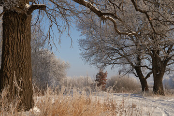 On a frosty sunny day, frost on trees and bushes.