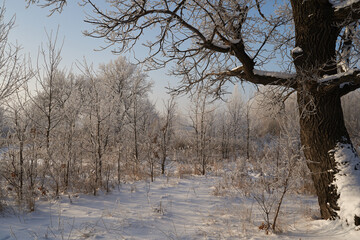 On a frosty sunny day, frost on trees and bushes.