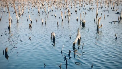 Mangrove forest degradation,deterioration mangrove forest is an ecosystem that has been severely degraded or eliminated such to urbanization, and pollution. Take care and protect the mangrove forest.