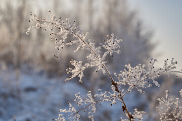 On a frosty sunny day, frost on trees and bushes.