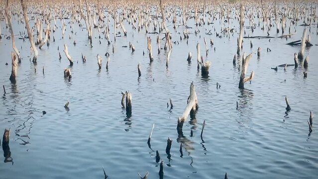 Mangrove forest degradation,deterioration mangrove forest is an ecosystem that has been severely degraded or eliminated such to urbanization, and pollution. Take care and protect the mangrove forest.