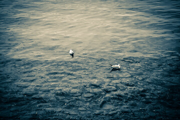seagull on the water