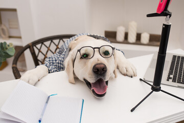 tired dog in a shirt and glasses works at a laptop. A golden retriever sits at a table dressed in a...