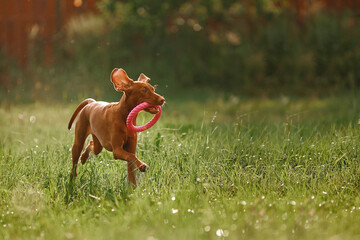 Two brown young dogs of the Hungarian Vizsla breed are playing in the meadow on a summer day. The concept of goods for animals, become, blog. Summer landscape. Medium plan.