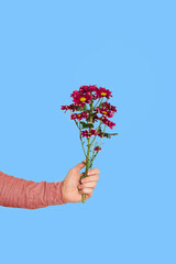 Purple or burgundy chrysanthemum in a male hand on a white background close-up. Concept os...