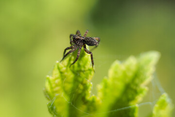a black spider sits on a leaf