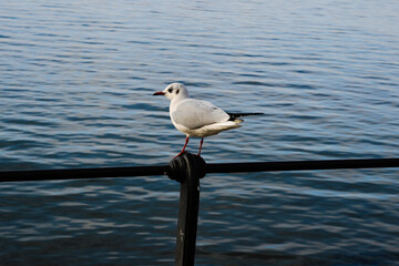 seagull on the pier