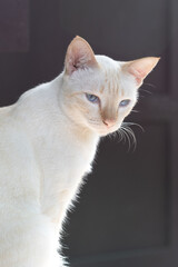 closed up of a young white cat with blue eyes, pink nose and brown striped on its face looking at something