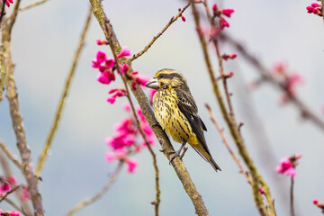 Spot-winged Grosbeak on the branches of Sakura.